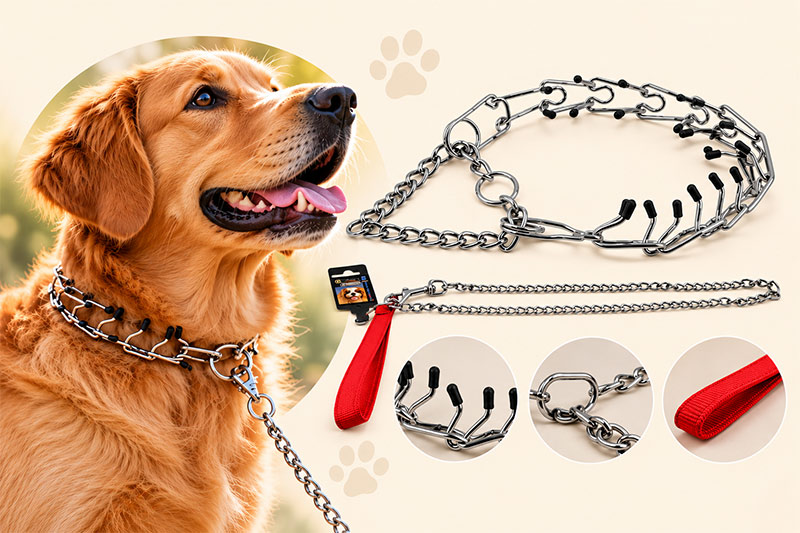 Tasmasıyla yürüyüşe hazır köpek